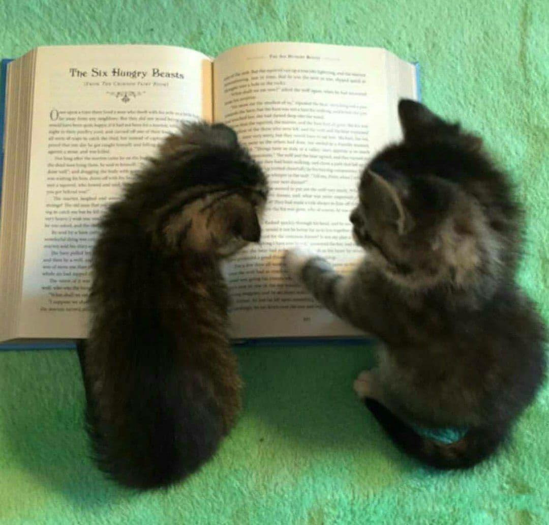 dos gatites bebes apoyando su patita en un libro grande